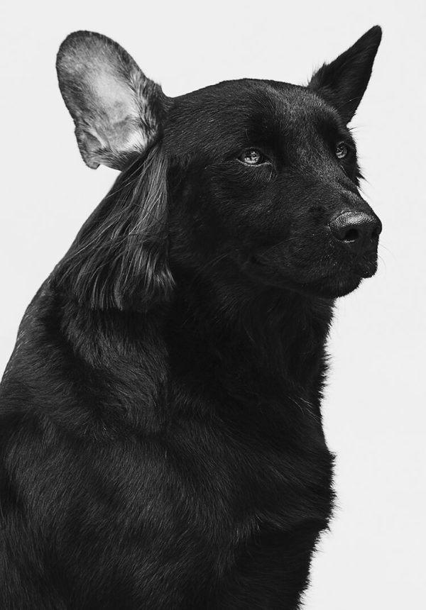 THE DOG MAKER — Four&Sons